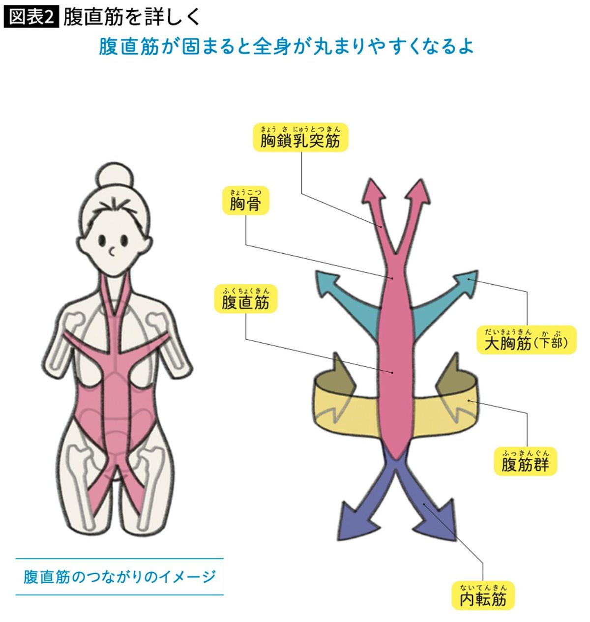 腹直筋を詳しく