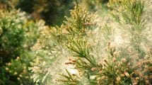 なぜ1950年代以前は花粉症患者がほぼゼロだったのか…花粉症が国民病となった｢本当の原因｣とは