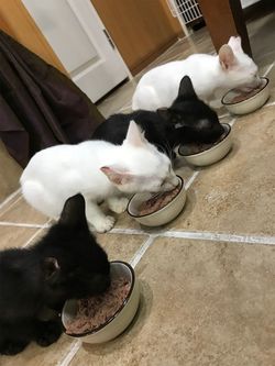 「オセロ4兄弟」がご飯を食べる様子（写真提供＝岩﨑日登美さん）