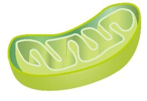 ミトコンドリア