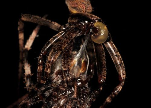 【写真18】ヤマシロオニグモの交尾。下雌の垂体が上雄の左交尾器にフック（出典＝『カラー版 クモの世界　糸をあやつる8本脚の狩人』）