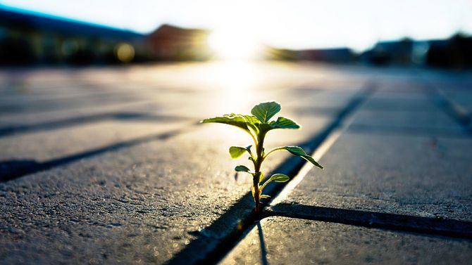 レンガ張りの道路から懸命に生えている芽