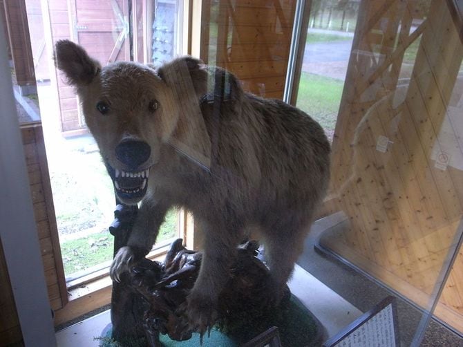 「福岡大学ワンダーフォーゲル部遭難事件」の加害熊の剥製