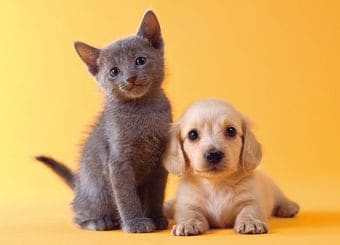 動物学の権威に聞いた「犬と猫、賢いのはどっち？」