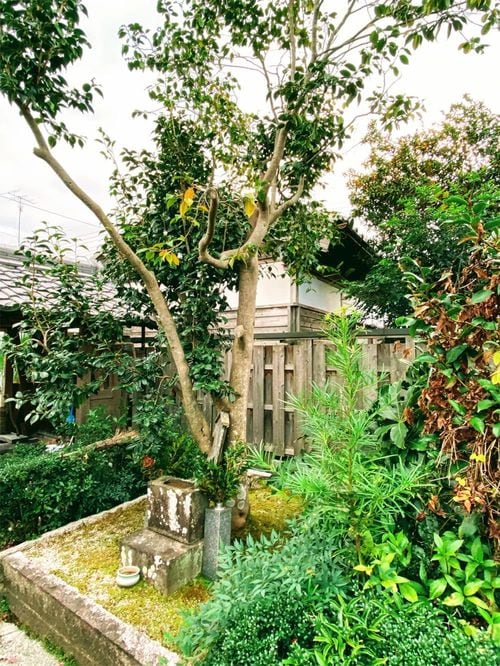 樹木葬の元祖、岡本苔蘇の椿の樹木葬