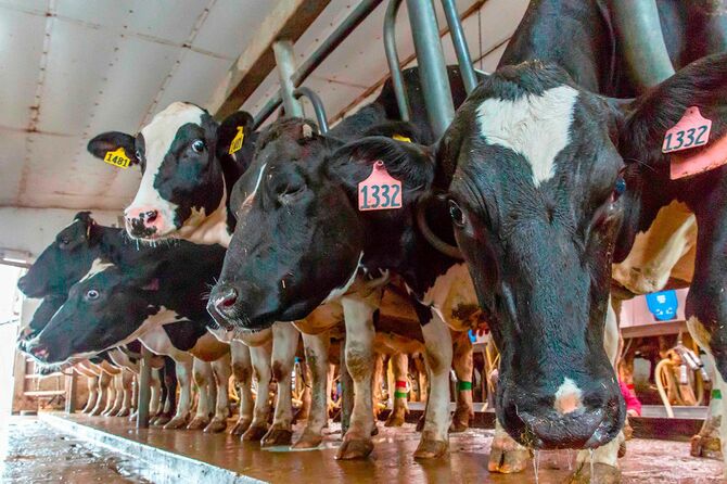 米中西部の酪農場で搾乳を待つ乳牛（米ミネソタ州ヘースティングズ）
