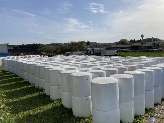 出荷を待つ笹サイレージ