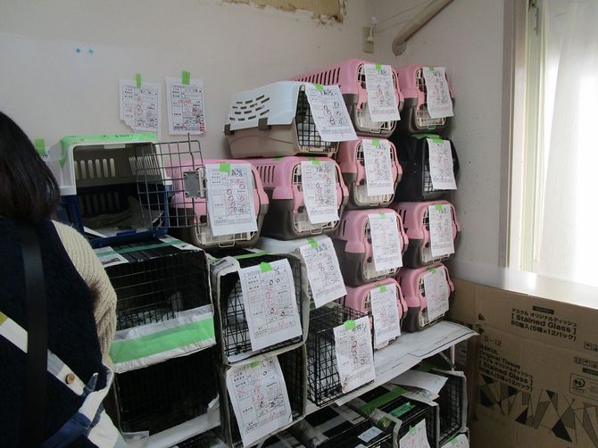 運びこまれた野良猫