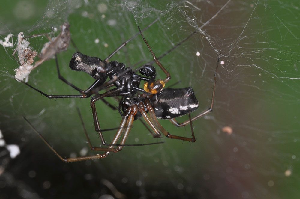 【写真7】ヘリジロサラグモの交尾（出典＝『カラー版 クモの世界　糸をあやつる8本脚の狩人』）