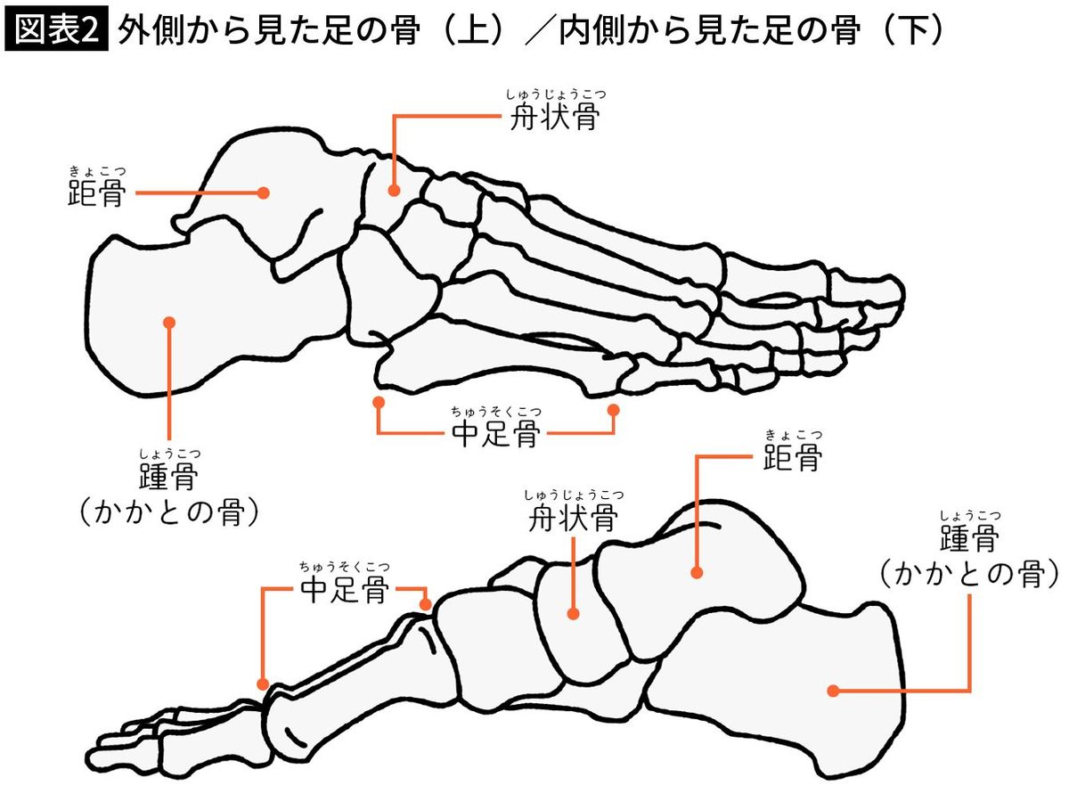 【図表2】外側からみた足の骨（上）／内側からみた足の骨（下）