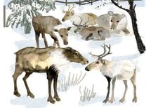 クリスマスに角があるトナカイは「メス」