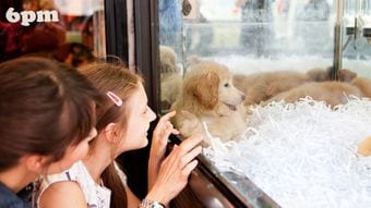 日本のペットショップは欧米では｢違法｣…かわいい子犬を買った客が｢生体販売ビジネス｣の"協力者"になるワケ