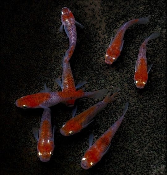 日本観賞魚フェアにて日本一（総合優勝）となった青木三色錦（日本一受賞）