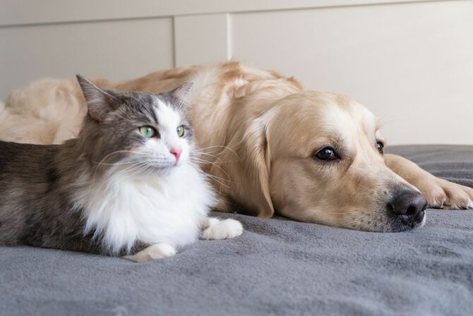 ベッドの上に並んで座るゴールデンレトリバーと猫