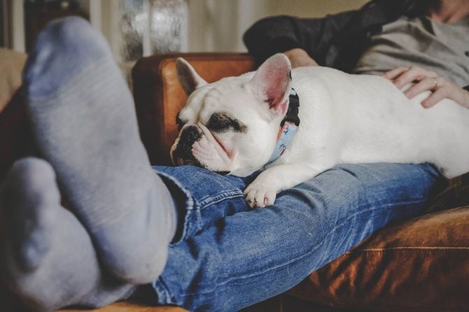 横になった人の上にいる犬