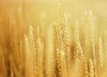 やる気脳が活気づく「珠玉の名言・金言」集【2】