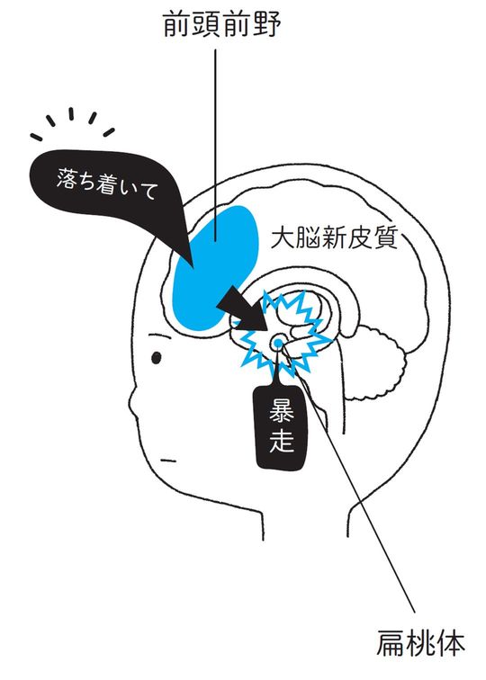 扁桃体と前頭前野が連絡を取り合って感情をコントロールしている