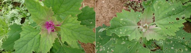 （写真左）手を加えた自然の中のアカザ／（写真右）何もしない畑に生えたアカザ