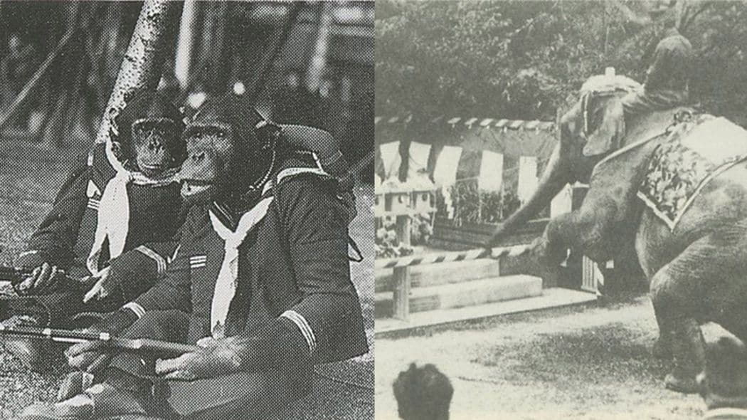 ｢芸をして必死にエサをねだるが…｣戦時中の動物園で起きた史上最悪の出来事 少なくとも170頭が殺された