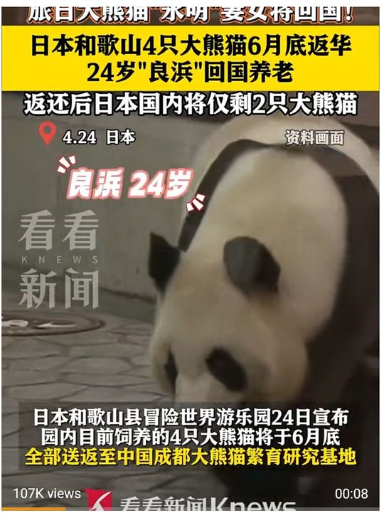 和歌山のパンダ返還は中国でも報じられた(中国の看看新聞のSNSより)