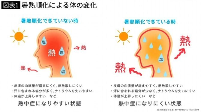 【図表】暑熱順化による体の変化