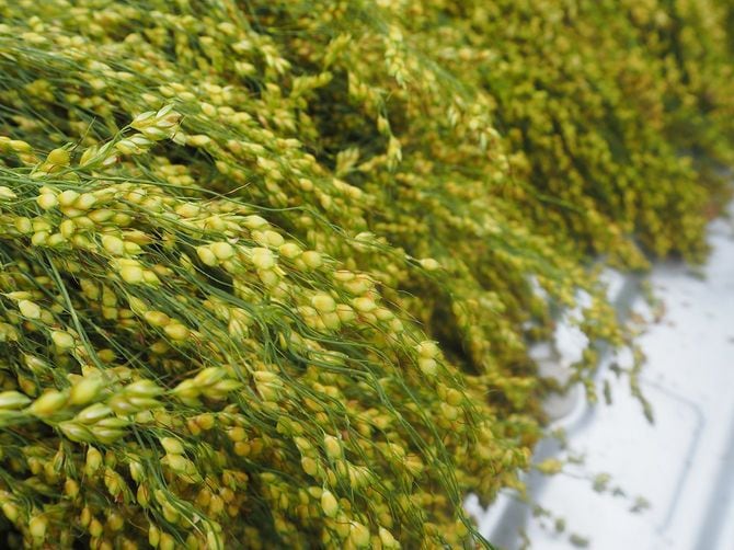 ホウキモロコシの穂先