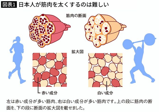 【図表1】日本人が筋肉を太くするのは難しい