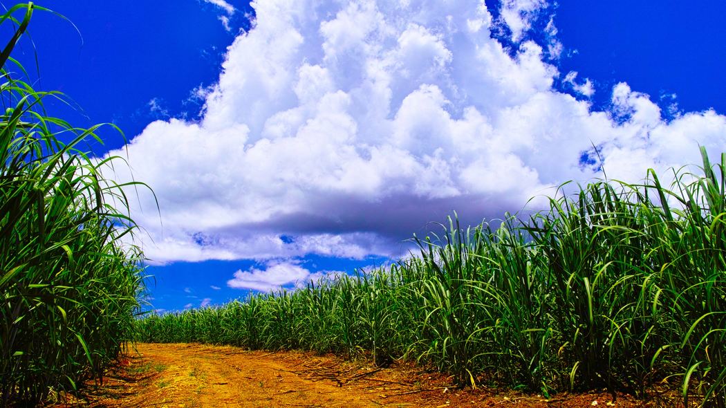 研究者が｢入力ミス｣を疑うほど農地が急減…沖縄のサトウキビ農家の｢大量離農｣が止まらない根本原因 この5年で5分の1の農地が消滅した