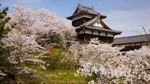 3位は竹田城､2位は鳥取城､1位は…桜と城郭のコラボが美しい｢豊臣兄弟!｣ゆかりの花見の名城ランキング