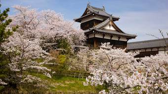 3位は竹田城､2位は鳥取城､1位は…桜と城郭のコラボが美しい｢豊臣兄弟!｣ゆかりの花見の名城ランキング