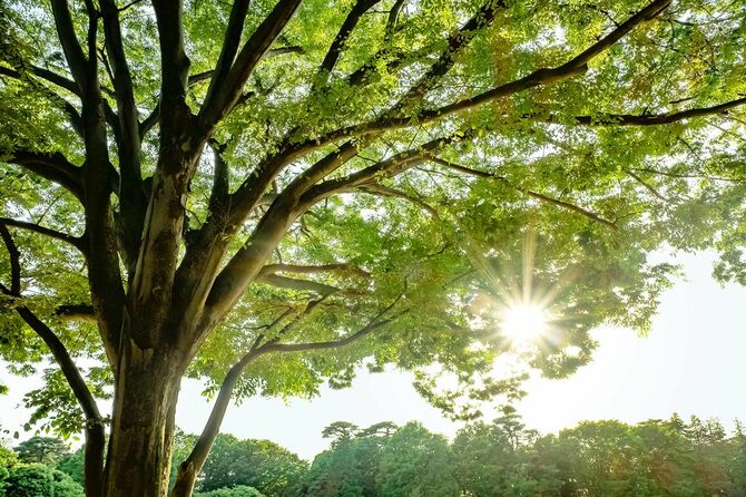 太陽の光に照らされた公園の木