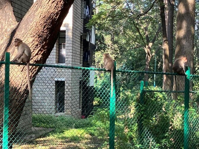 バンガロールのサルたち