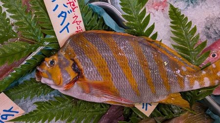 外食より豪華なメインディッシュ5人分で950円…元水産庁職員が考案 