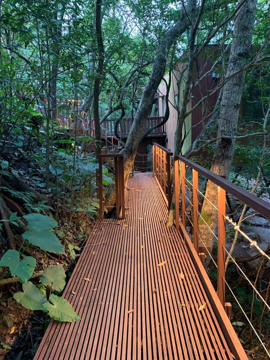 地面に太陽光が射すよう、木も切ることなく作られた通路。