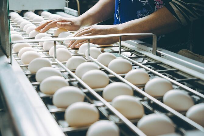鶏卵洗卵選別包装施設でチェックする人の手元
