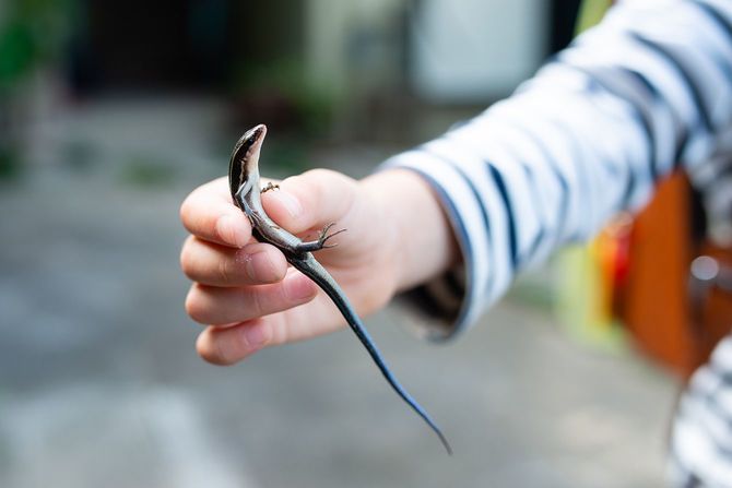 トカゲを捕まえた子供