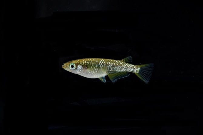 黄金ラメメダカ