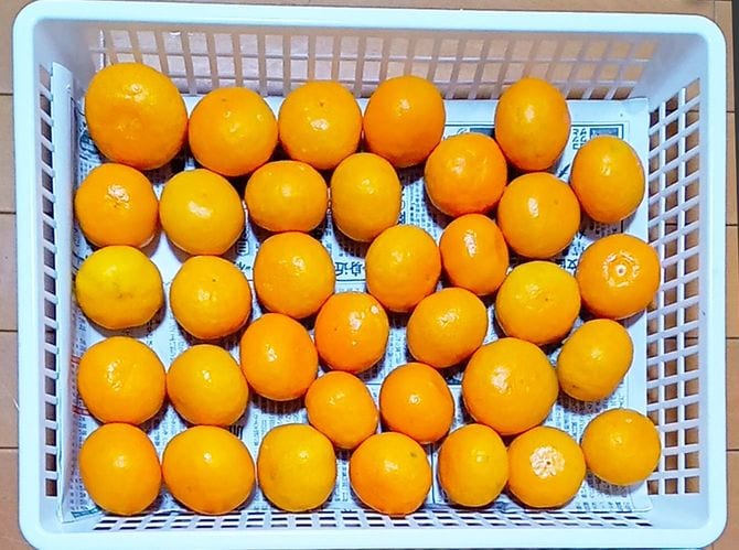 みかんはヘタを下にして保存する