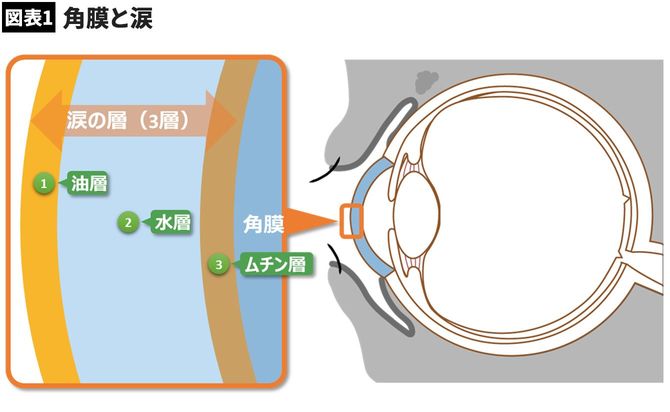 【図表】角膜と涙