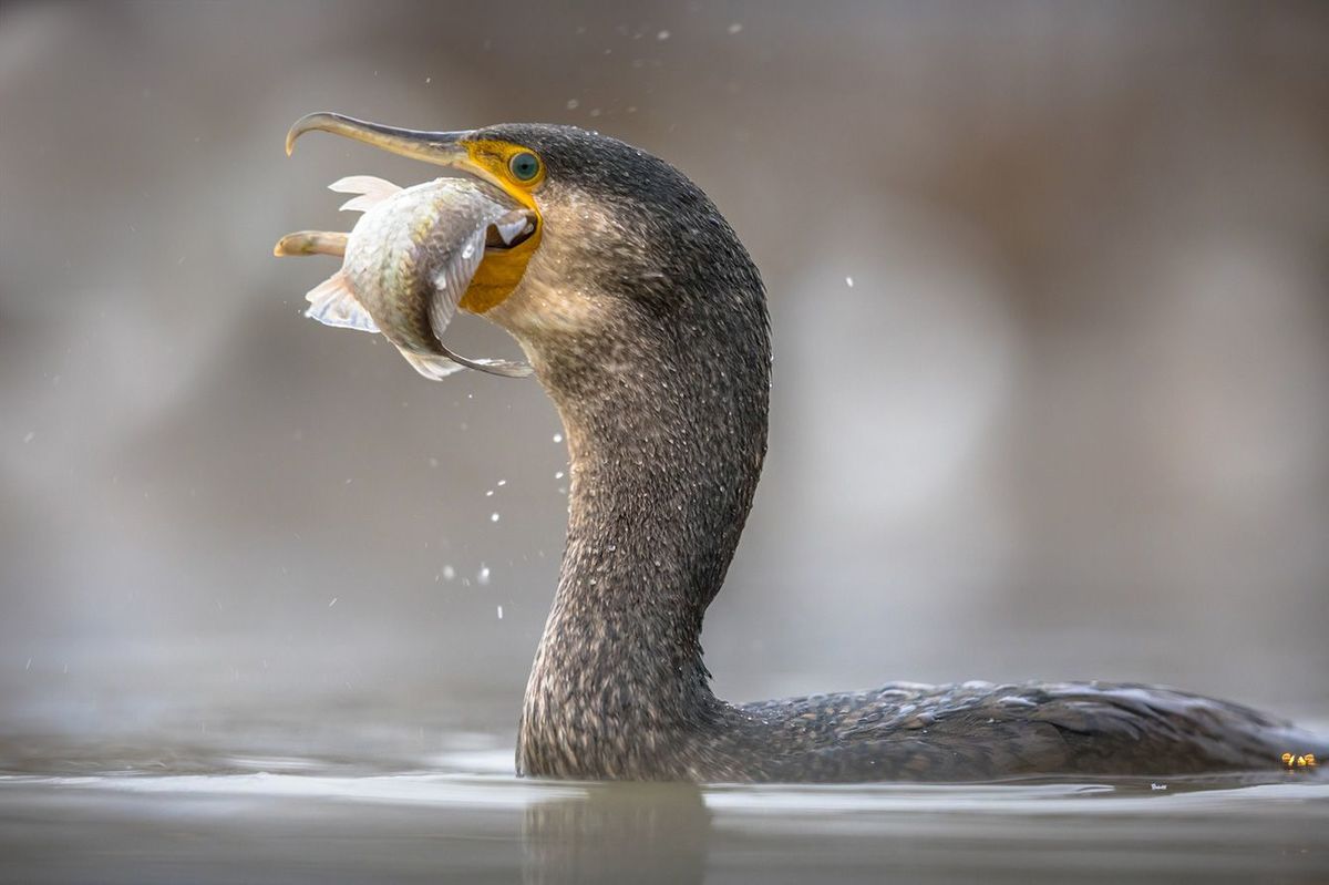 魚をくわえる鵜