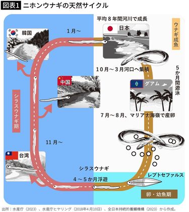 敗者ヨシヒコ 天然うなぎ 江戸前うなぎと店名に銘打つくらいやから、鰻がふわふわ！ 凄い