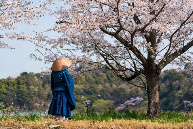 桜の花の下に立つ僧侶