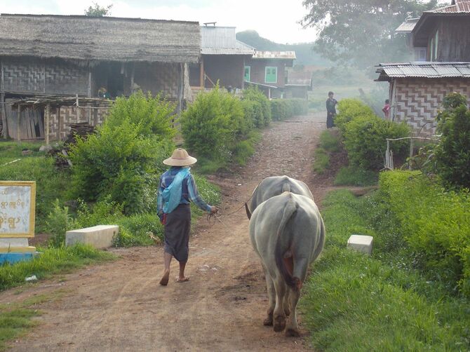 ミャンマーの村で水牛を連れた女性