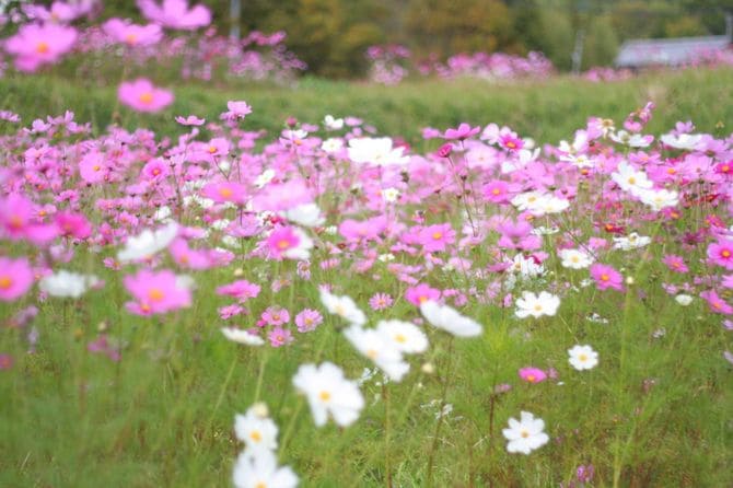 コスモス畑