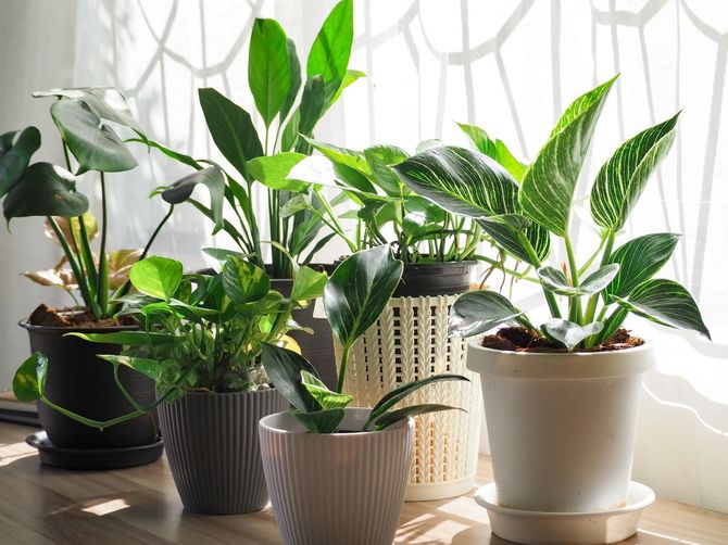 木製のテーブルの上に白い陶器のポットの観葉植物