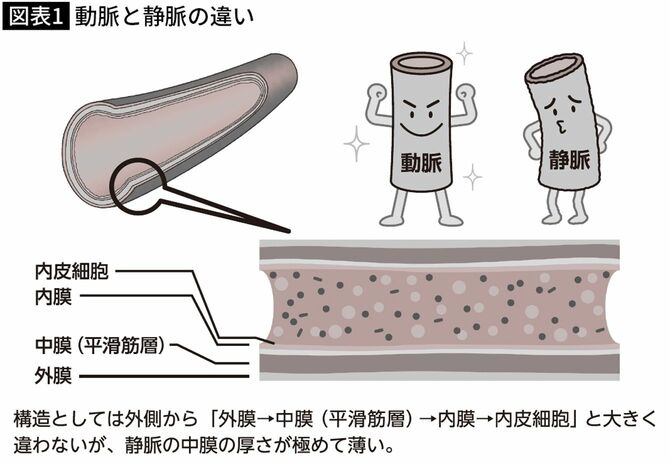 【図表】動脈と静脈の違い