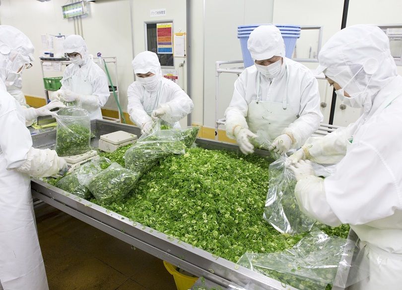 中国産は敵にあらず。九条ねぎ安定供給で2000億市場を獲りにいく！