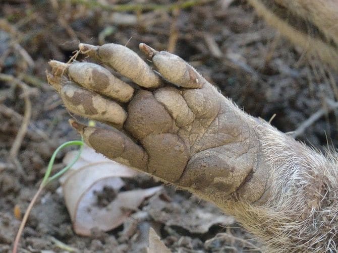 アライグマの手(前肢)