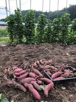 垂直仕立てのサツマイモ（写真提供＝池田千恵美）