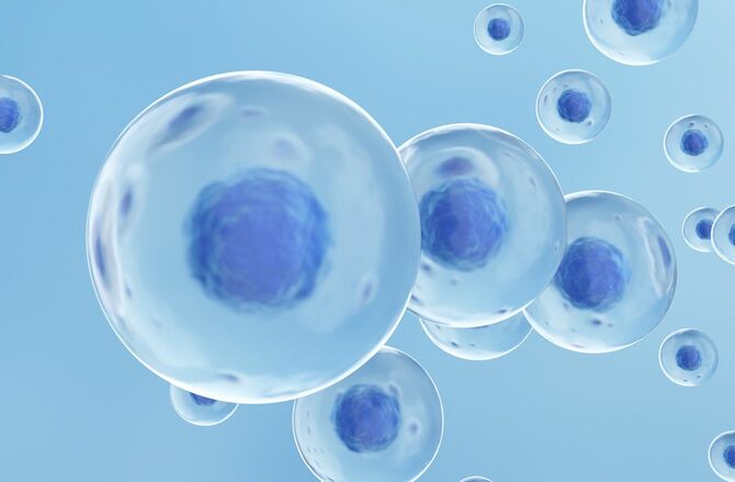 胚性幹細胞